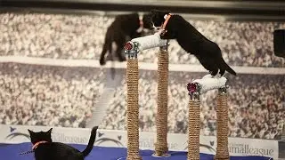 Kitten Summer Games - Road to Kitten Summer Games - Episode 2 - Gymnastics