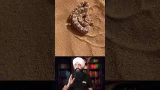 Sidewinder Snake: The Desert's Elusive Serpent #SidewinderSnake #DesertWildlife #SnakeBehavior#facts