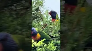 Parrots eating 