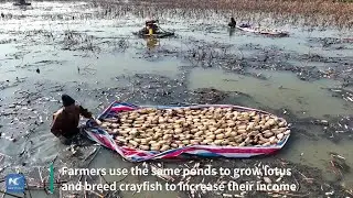 Lotus root harvest: purity and profits for farmers in east China