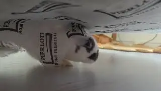 Funny bunny story🤭😅