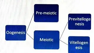 Vitellogenesis (B.Sc. - l) By Dr. Chandra Prabha (Zoology)