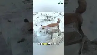 Бедный Фокс найден замерзшим в реке