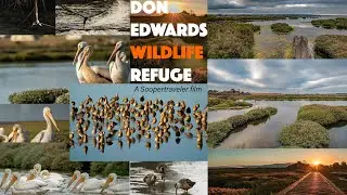 Don Edwards Wildlife Refuge: A short film on wildlife and landscapes