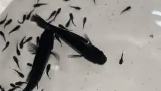 My Molly Fish Gave Birth to 49 Cute Babies! | Live Molly Fish Birth | Aquarium Life babies