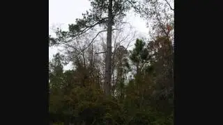 Iron Horse Auction Co. - Sealed Bid Land and Timber Auction