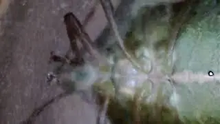 Cimice verde del giardino