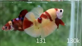 betta KOI & FANCY combo 26/07/2019