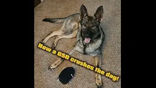 HOW A GSD Attacks The Day