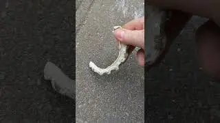 Primitive technology - fishhook from sea snail shell #shorts