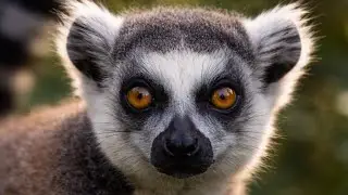 PLANET WILD: Lemurian Maki &ndash; Cinematic Malagasy Forest Wildlife Documentary
