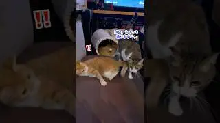 【もふっと#shorts】ニオイつけるニャ/４ニャンズの記録 #418/ Records of four protected cats #cat #保護猫 #ねこ#多頭飼い #猫のいる生活