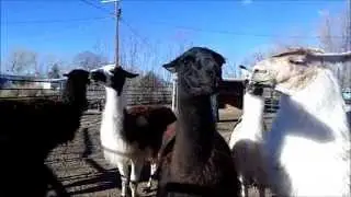 Little Utah Farm Llama Humming