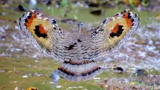 Avistamiento aves finca fin de año 2025