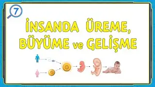 İNSANDA ÜREME, BÜYÜME ve GELİŞME \ 7.Sınıf \ Fen Bilimleri