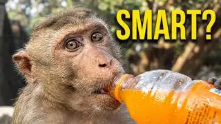 Bonnet Macaque - macaca radiata (monkey) - drinking from the bottle  😂😂😂 #monckey