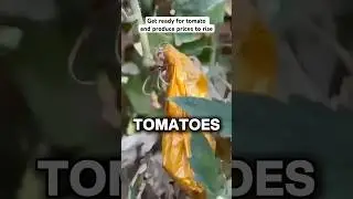 Get ready for tomato and produce prices to rise