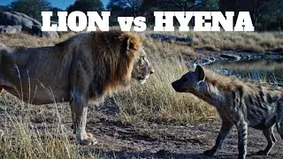 ASIAN LION vs STRIPED HYENA
