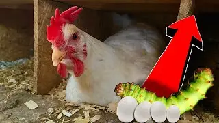 Did This Make the Chickens Start Laying again!? + Fighting Roosters