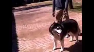 Siberian Husky, Ali afraid of water big time