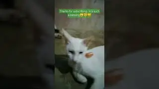 ⏬1559⏸️... real meaning of cat's purring 😽🐾🙀❣️🐾😿#real #cat #happy #viralshorts #catlover #pets