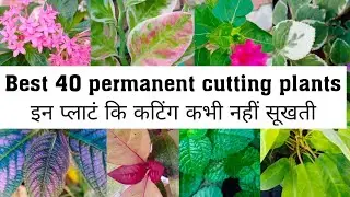 Best 40 permanent cutting plants/ परमानेंटप्लाटं जिनकी कटिंग कभी नहीं सूखती September,Oct ग्रो करे