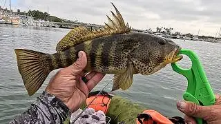 Spotted Bay Bass: The Coolest Fish You've Never Caught.