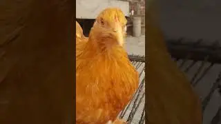 Golden Buff Breed | Pair Of Golden Buff | Fancy Hen | #animals #pets #shorts #viral