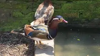 Cría de patos