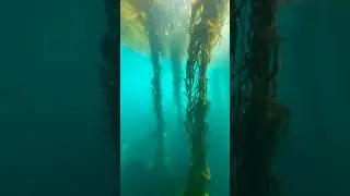 Kelp Forest in Big Sur, California🌲 #kelpforest #california #bigsur #scuba #freediving #explore