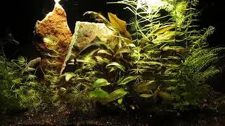 New Stock, for Endler's livebearer, Breeding Project 12-3-25