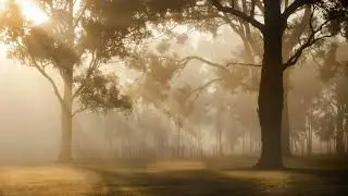 Enchanted Woodlands: A Musical  Adventure in the Forest