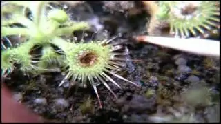 Drosera glanduligera - Isso sim &eacute; rapidez