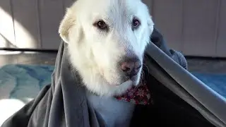 Koda gets the World's Biggest Blanket