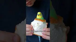 #birds #neonparrot #parrot #funny #parrrot #memes #parrothub #cute #animals #pets