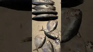 all fish available market shop latest video 2025 #fish #fishing #fishtv #instafish #fishlovers #fish