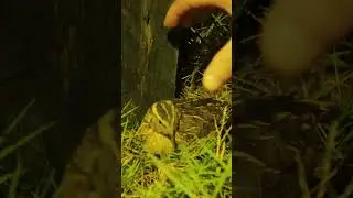 Catch wild quail with hand trap! bird hunting #quail #catching #hunting