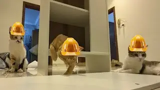 ركبت اثاث بسيط بمساعده قططي 🐱✨
