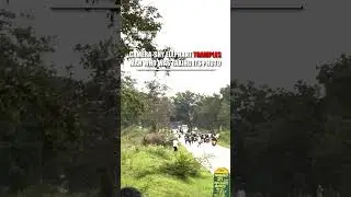 An elephant trampled a man who startled it with a camera flash #shorts #foxnews #animals