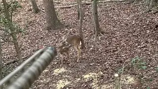 Rut Action In Eastern North Carolina