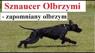 Sznaucer Olbrzymi - zapomniany olbrzym