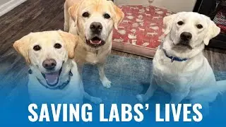 Rescue & Rehoming: How SCLRR Is Changing Lives Every Day