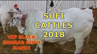 Sufi Cattle 2018 Collection - VIP Block Soharb Goth Mandi