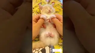 So Sleepy💤🤍🤍🤍 #Babycat #Cat #Shorts #CuteCatsShorts