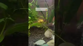 Bettas love attention lmao #snailmob #mysterysnail #betta #bettafish #2024 #elmo #wrestlemania
