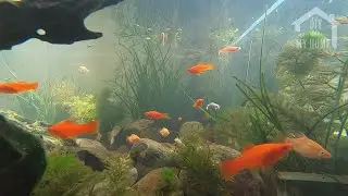 Make fish tank outdoor