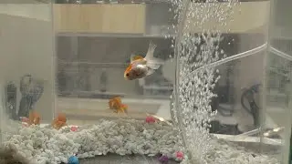 Gold Fish sa bahay