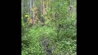 Lofi nature walk with dog and cats