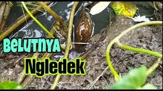Tutorial ! cara mancing belut untuk pemula...