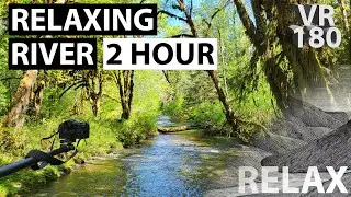 8K VR180 | Lazy Jungle River | Olympic Peninsula, Washington